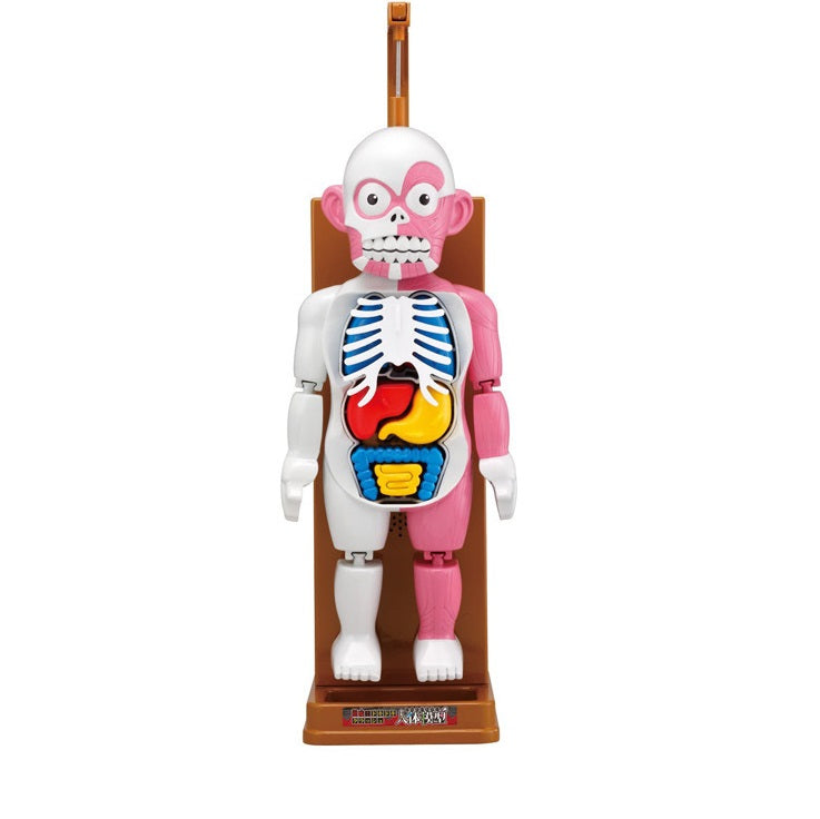 child educational toy human body model puzzle for learning human organ in biology class